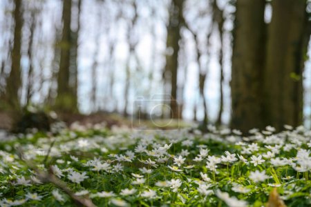 Téléchargez les photos : Forêt au début du printemps avec un tapis d'anémone des bois (Anemonoides nemorosa) en fleurs blanches entre les troncs d'arbres sombres, espace de copie, foyer sélectionné, profondeur de champ étroite - en image libre de droit