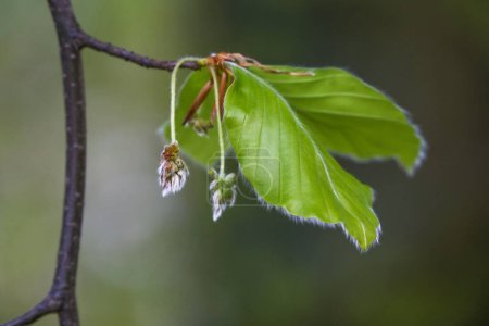 Foto de Peludas flores y hojas masculinas en una rama del haya común (Fagus sylvatica) en primavera, fondo verde oscuro, espacio para copiar, enfoque seleccionado, profundidad de campo muy estrecha - Imagen libre de derechos