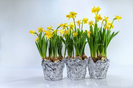 Three plant pots with blooming daffodils as spring decoration. After flowering, the bulbs can be planted in the garden for new flowers next year. Light gray background, copy space, selected focus
