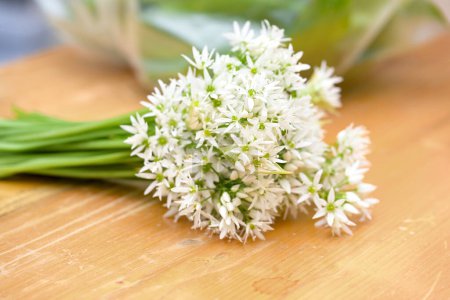 Photo for White flower bouquet of wild garlic or ramsons (Allium ursinum) on a wooden cutting board, used in cooking as decoration, the leaves can replace garlic and other herbs in many dishes, selected focus - Royalty Free Image