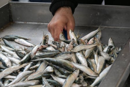Téléchargez les photos : Main d'un pêcheur prenant du poisson pour la vente à partir d'un bateau plein de sardines fraîches au marché, espace de copie, foyer sélectionné, profondeur de champ étroite - en image libre de droit