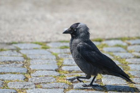 Téléchargez les photos : Coloeus monedula marchant sur un trottoir pavé, passereau de la famille des corneilles, reconnaissable au plumage gris-noir et aux yeux bleu clair, à l'espace de copie, à la mise au point choisie - en image libre de droit