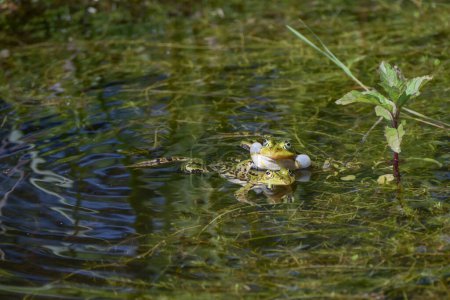 Photo for Two territorial male water frogs (Pelophylax kl. esculentus) fighting and croaking in a pond between aquatic plants, copy space, selected focus, narrow depth of field - Royalty Free Image