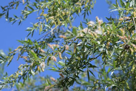 Weiße Weide (Salix alba) im Hochsommer mit reifen Samen, eingebettet in seidige Wollhaare, die den Flug und die Ausbreitung im Wind unterstützt, blauer Himmel, ausgewählter Fokus, enge Schärfentiefe