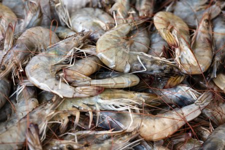Téléchargez les photos : Tas de crevettes crues de la mer Méditerranée à vendre à un marché aux poissons grec sur le stand d'un pêcheur, fond plein cadre, espace de copie, mise au point sélectionnée, profondeur de champ étroite - en image libre de droit