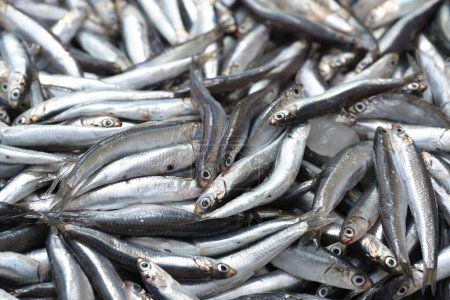 Téléchargez les photos : Tas de sardines méditerranéennes fraîches à vendre sur le stand d'un pêcheur sur le marché, fond plein cadre, mise au point sélectionnée, profondeur de champ étroite - en image libre de droit