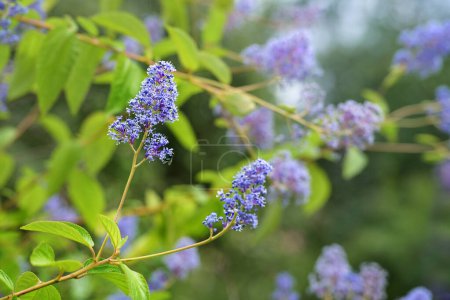 Photo for Ceanothus flowers, purple blue flowering shrub for garden and park, also called buckbrush, California lilac or soap bush, copy space, selected focus, narrow depth of field - Royalty Free Image