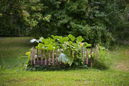 Photo for Raised vegetable bed, bordered with a wooden fence in the lawn in a country garden, in it growing zucchini plants with orange flowers and big green leaves, copy space, selected focus - Royalty Free Image