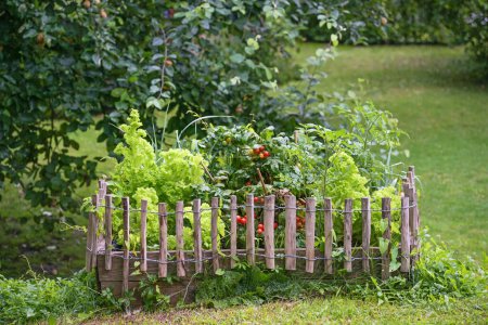Photo for Wooden raised vegetable bed with tomato plants and lettuce, bordered with a small fence in a country garden, copy space, selected focus, narrow depth of field - Royalty Free Image