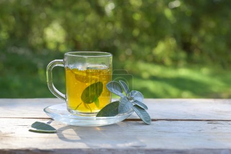 Photo for Herbal tea from sage leaves in a glass mug on a wooden garden table, healthy hot drink and home remedy for coughs, sore throat, cold and flu, green background, copy space, selected focus - Royalty Free Image