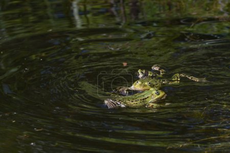Two territorial male water frogs (Pelophylax kl. esculentus) quarrel in a pond, dark background, copy space, selected focus, narrow depth of field