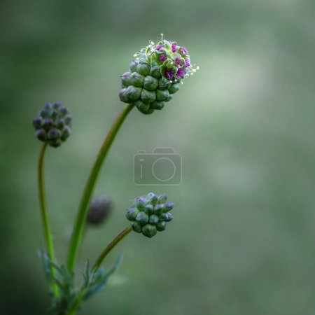 Small burnet (Sanguisorba minor), also known as pimpernelle, edible wild perennial with male and female flowers on the same plant, macro shot, soft green background, copy space, selected focus
