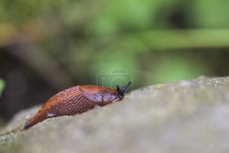 Red spanish slug (Arion vulgaris) crawling on a stone in the garden, the mollusca animal is a feared pest among gardeners and also causes eating damage in agriculture, copy space, selected focus