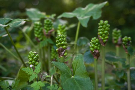 Photo for Cuckoopint (Arum maculatum) with young green berries that later turn red, the poisonous perennial plant grows in damp shade of woodland and forest edge, copy space, selected focus - Royalty Free Image