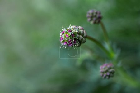 Inflorescence of salad burnet (Sanguisorba minor), edible perennial plant with male and female flowers, also known as pimpernelle, macro shot, green background, copy space, selected focus