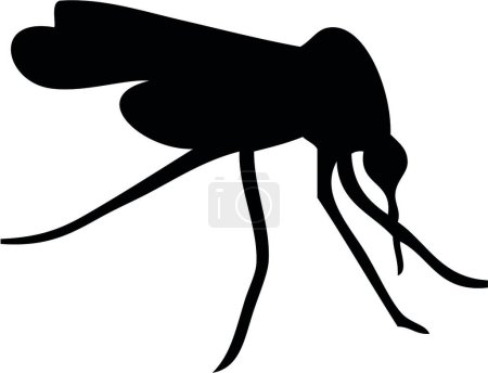 Illustration for Mosquito Black and White Illustration - Royalty Free Image