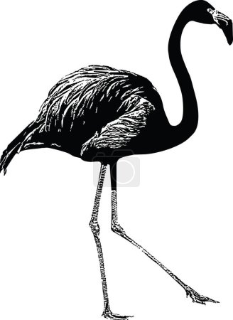 Illustration for Flamingo Black and White Illustration - Royalty Free Image