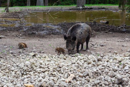 Wild boar and two wild boar whelps searching for food