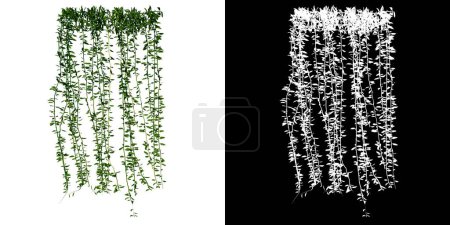 Téléchargez les photos : Vue de face de Plant creeper 1 Arbre png avec canal alpha à découper avec rendu 3D - en image libre de droit