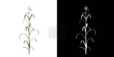 Widok z przodu rośliny kukurydzy 1 png z kanałem alfa do wycięcia wykonane z renderowania 3D