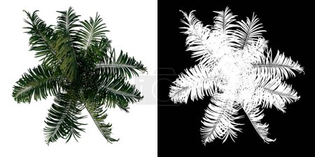 Top view of plant Roystonea Oleracea Palm Tree 2 tree png with alpha channel to cutout made with 3D render