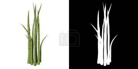 Téléchargez les photos : Vue de face du plant (Snake Plant Sansevieria trifasciata) Arbre png avec canal alpha à découper avec rendu 3D - en image libre de droit