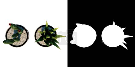 Téléchargez les photos : Collage d'un cactus avec un noir et blanc - en image libre de droit