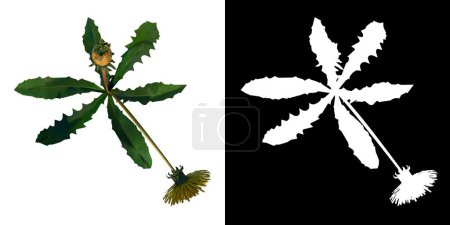 Téléchargez les photos : Vue du dessus de la plante Fleur Pissenlit Taraxacum officinale 3 Arbre png avec canal alpha à découper avec rendu 3D - en image libre de droit