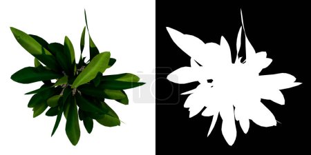 Top view of Plant Flowerpot with Dracaena 1 Tree white background 3D Rendering Ilustracion 3D