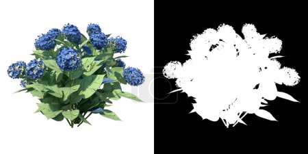 Front view of Plant Flower Endless Summer Hydrangea 1 Tree png with alpha channel to cutout made with 3D render