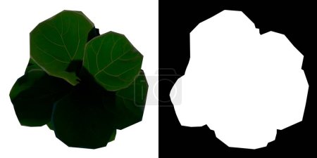 Téléchargez les photos : Vue du dessus Plante Fiddle Feuille Figue Ficus pandurata 1 Arbre à fleurs png fond blanc alpha 3D rendu 3D Ilustracion - en image libre de droit