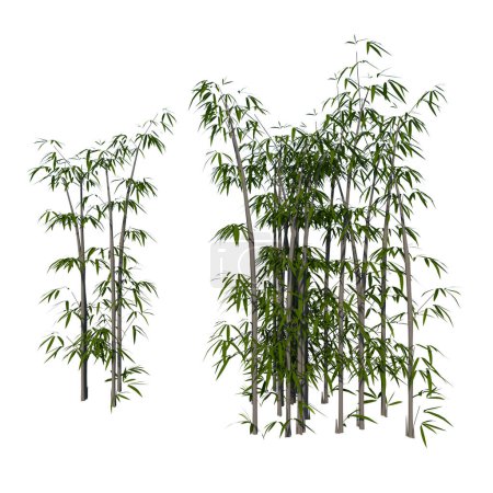 Photo for Front view of Plant  Bamboo 2  Tree white background 3D Rendering Ilustracion 3D - Royalty Free Image
