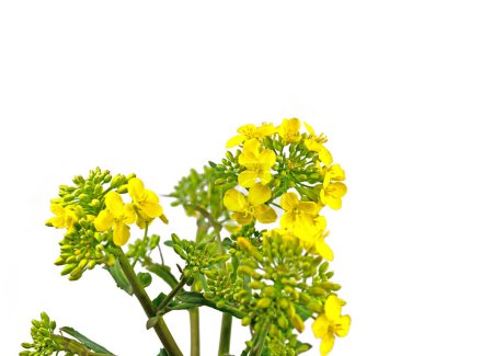 Rapeseed flowers isolated against white background