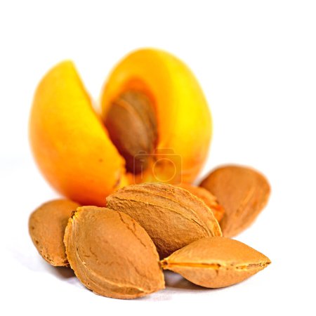 Foto de Apricot kernels and apricots against white background - Imagen libre de derechos