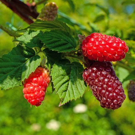Photo for Tayberry fruits in a close-up - Royalty Free Image