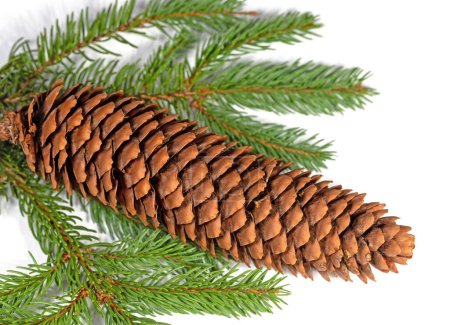 Spruce branch and spruce cones against white background