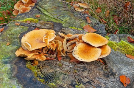 Photo for Fruit bodies of honey mushroom, Armillaria, in a close-up - Royalty Free Image