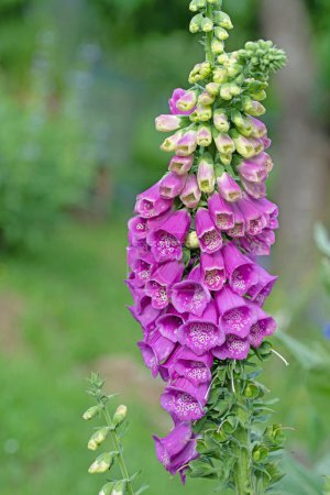Photo for Flowering red foxglove, Digitalis purpurea, in the forest - Royalty Free Image