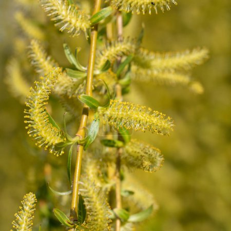 Foto de Flores masculinas del sauce llorón, Salix babylonica - Imagen libre de derechos