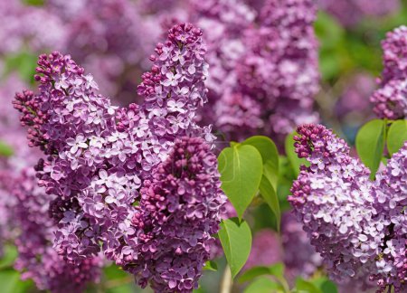 Photo for Purple flowering lilac, Syringa, in spring - Royalty Free Image