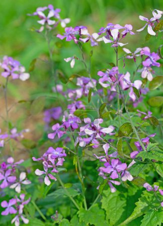 Photo for Purple flowering annual silverleaf, Lunaria annua - Royalty Free Image
