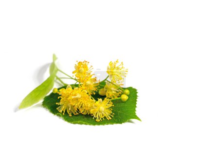 Photo for Linden flowers and leaves isolated against white background - Royalty Free Image