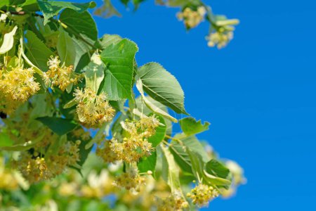 Photo for Linden blossoms in a close-up - Royalty Free Image