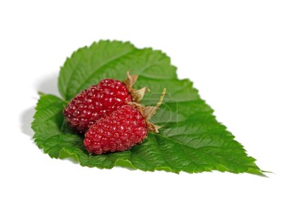 Tayberries against a white background