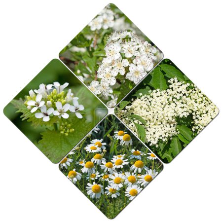 Photo for Various medicinal plants in a collage - Royalty Free Image