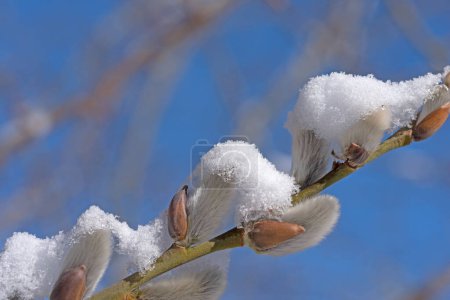Foto de Sauce floreciente, Salix, con cobertura de nieve - Imagen libre de derechos
