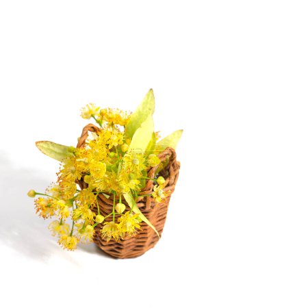 Photo for Linden blossoms in a wooden basket, isolated against white background - Royalty Free Image