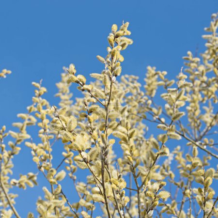 Foto de Sauce floreciente, Salix, en primavera - Imagen libre de derechos