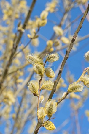 Foto de Sauce floreciente, Salix, en primavera - Imagen libre de derechos
