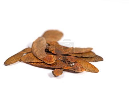Ripe maple seed against white background